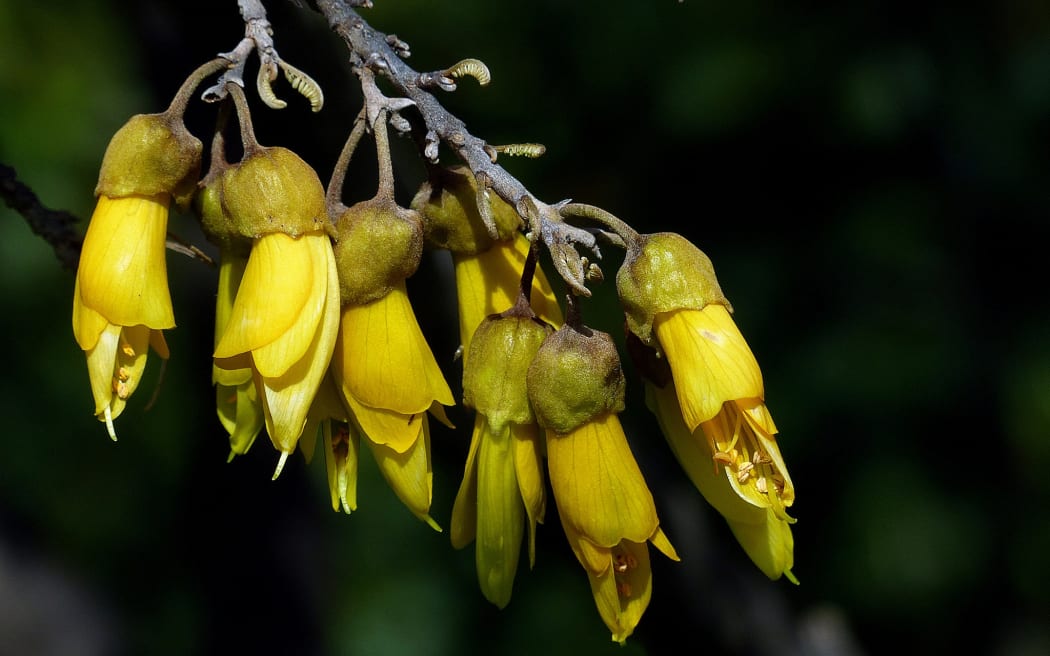A closeup of kowhai flowers against a dark background
