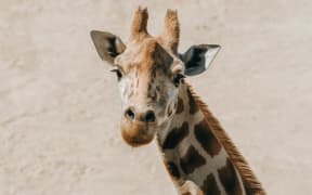 Auckland Zoo has euthanised Rukiya the giraffe due to health-related issues.