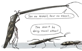 A cartoon. A large weevil with a large, protruding rostrum stands over two smaller weevils, with a speech bubble saying 'SEE NO WEEVIL, HEAR NO WEEVIL...' A smaller weevil has a speech bubble saying 'YOU WON'T BE DOING WEEVIL EITHER!'