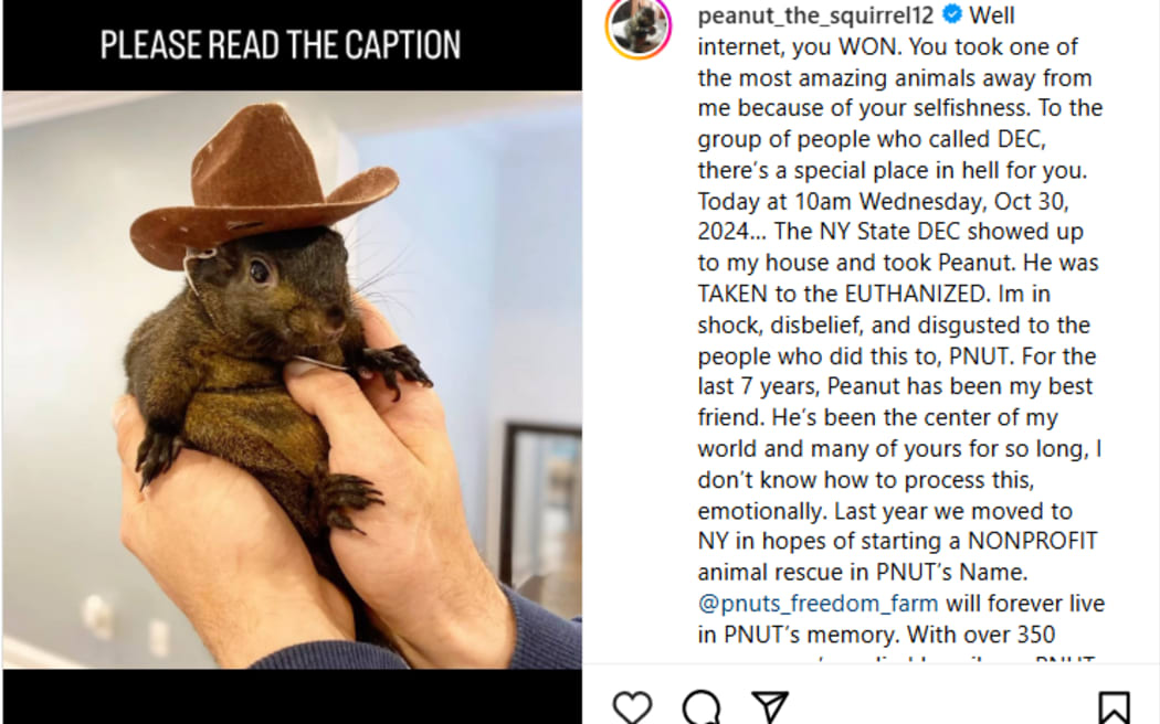 A squirrel named Peanut who was propelled to the heights of internet celebrity