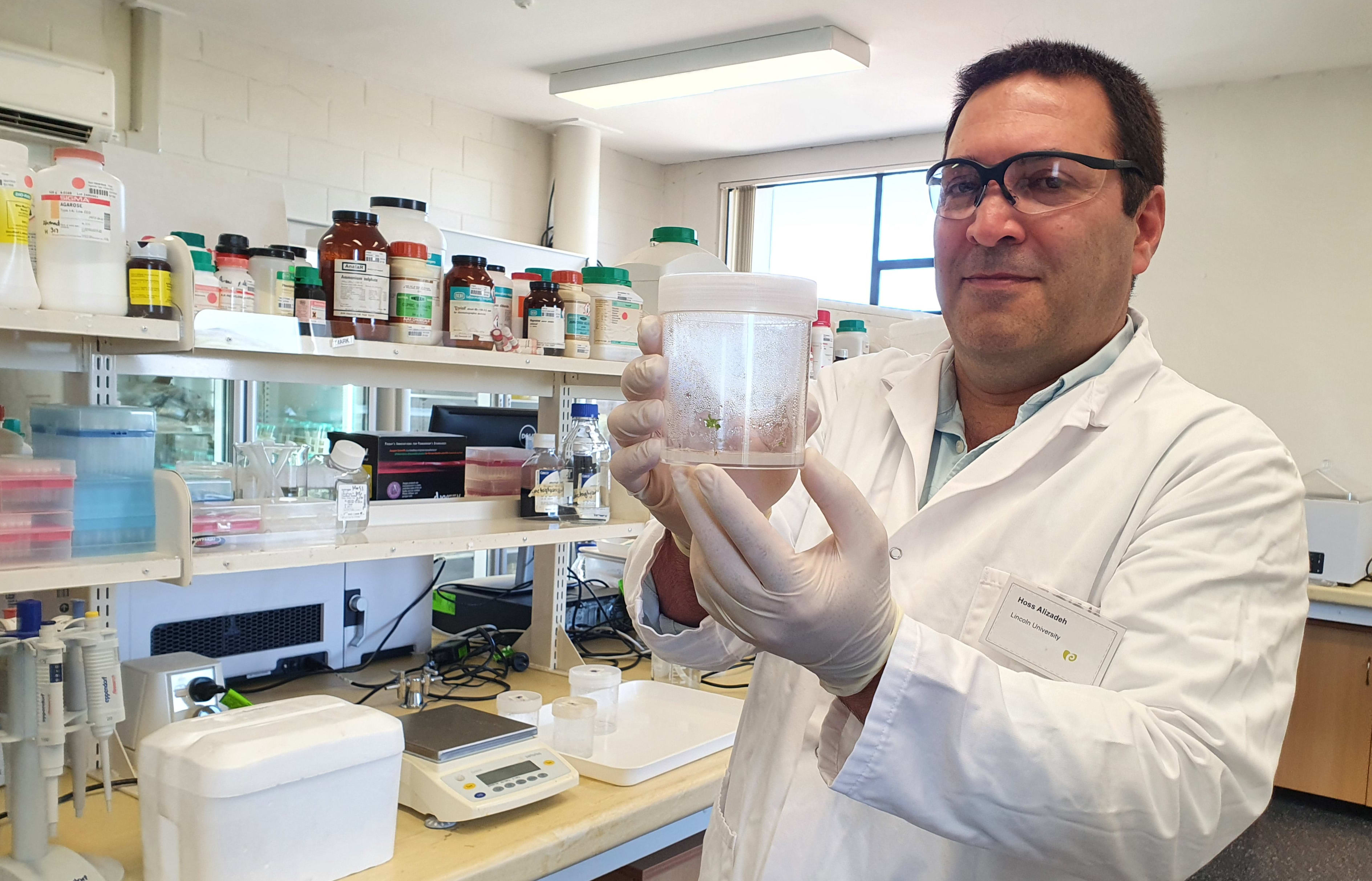 A photo of Hossein Alizadeh holding a swamp manuka sample grown in the lab