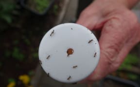 Argentine ants crawling over a trap.