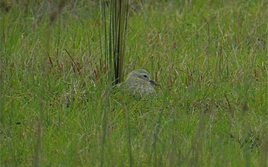 A dotterel incubating on Westgate Drive in Auckland