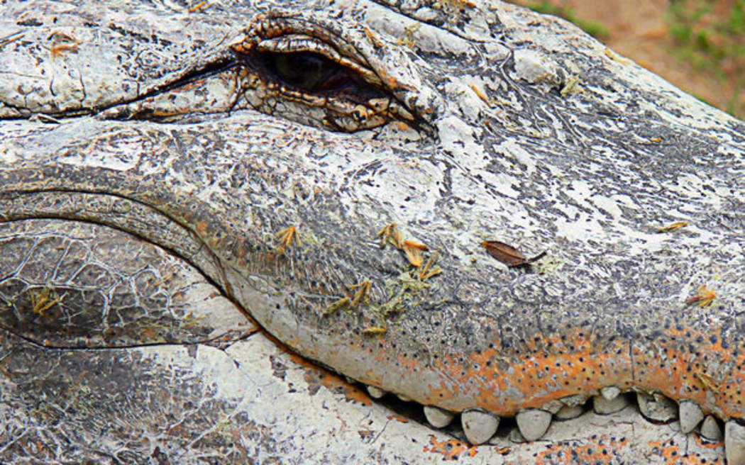 Out of control': saltwater crocodile attacks terrorise Solomon Islands, Crocodiles