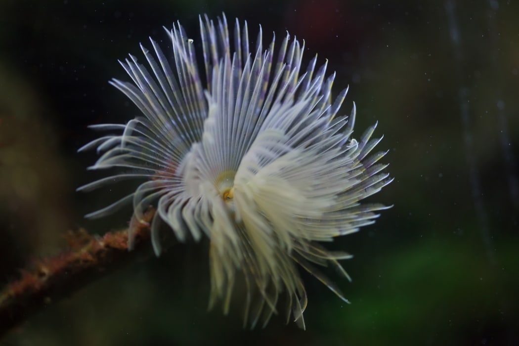 Mediterranean fanworm (Sabella spallanzanii), also known as the feather duster worm.