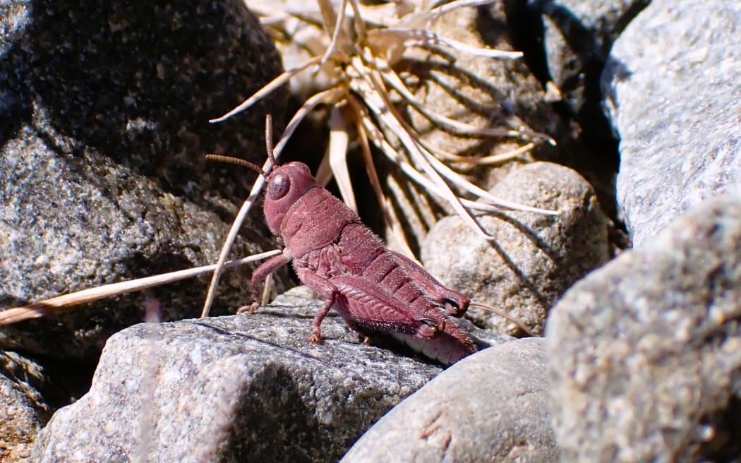 Pink grasshopper found during a Mackenzie Basin survey.