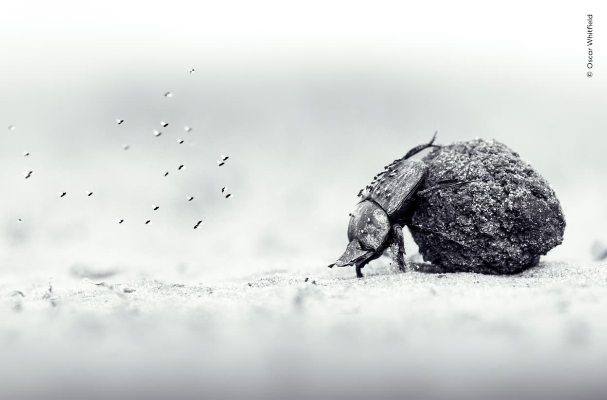 Wildlife Photographer 2026 winners capture powerful images of the ...