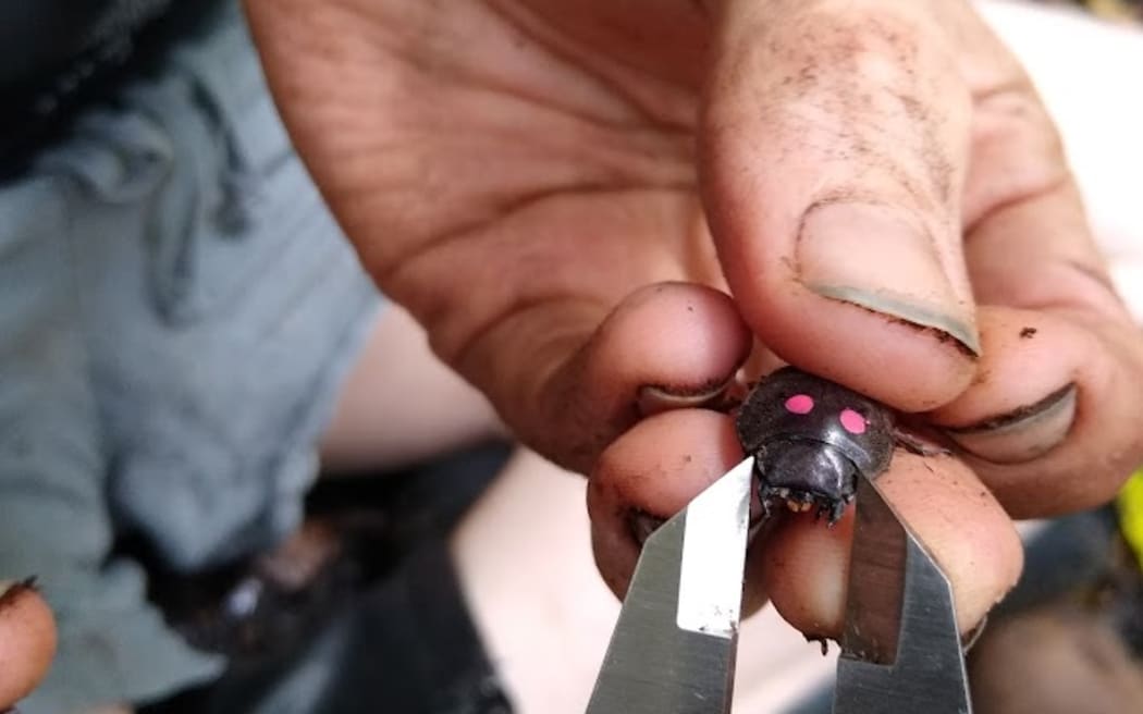 A hand holds a beetle with two red dots on it while a calipers measures the size of its head.