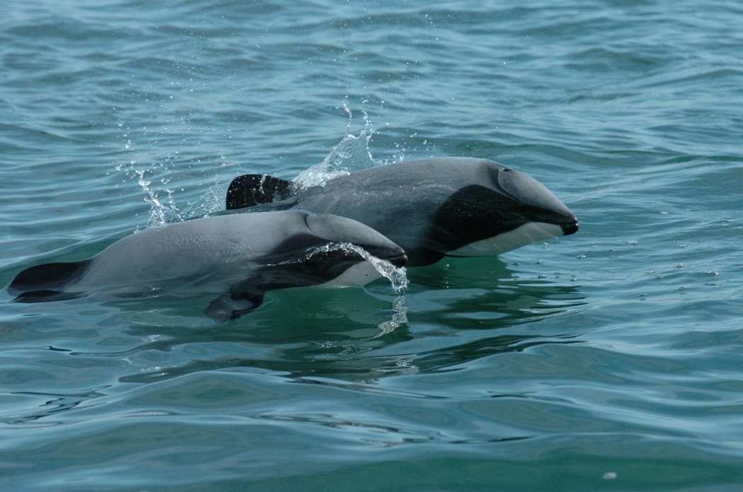 Hector’s dolphins.