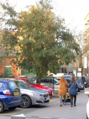 The kowhai tree in Walton on Thames, donated by NZ.