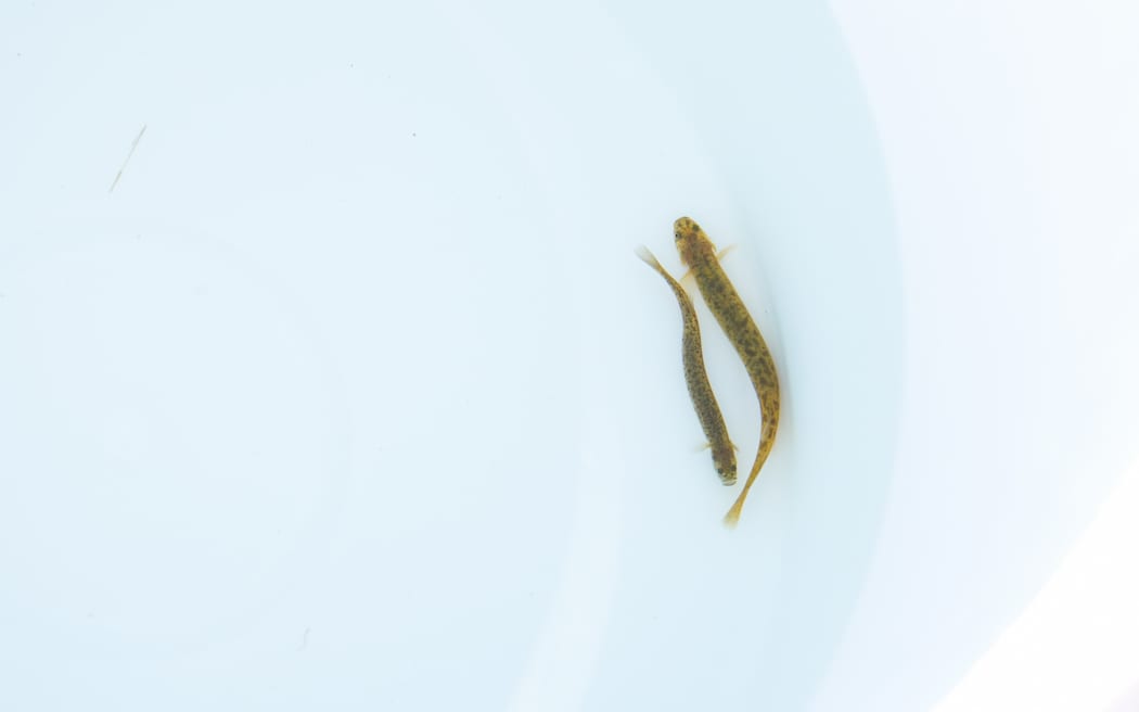 Two small brown speckled fish side-by-side in clear water in a white plastic bucket, viewed from above. The smaller fish is a lowland longjaw galaxias. It is only a couple of centimetres smaller than the other fish and has a visibly protruding bottom jaw.