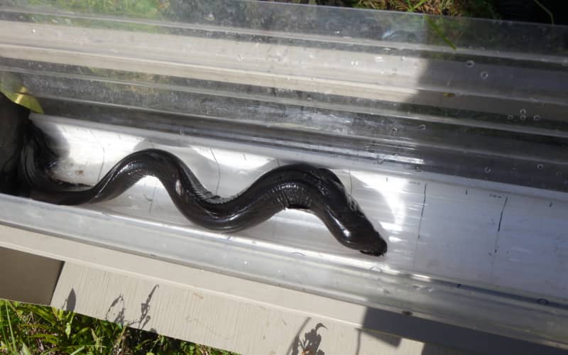 Eels in measuring trough.