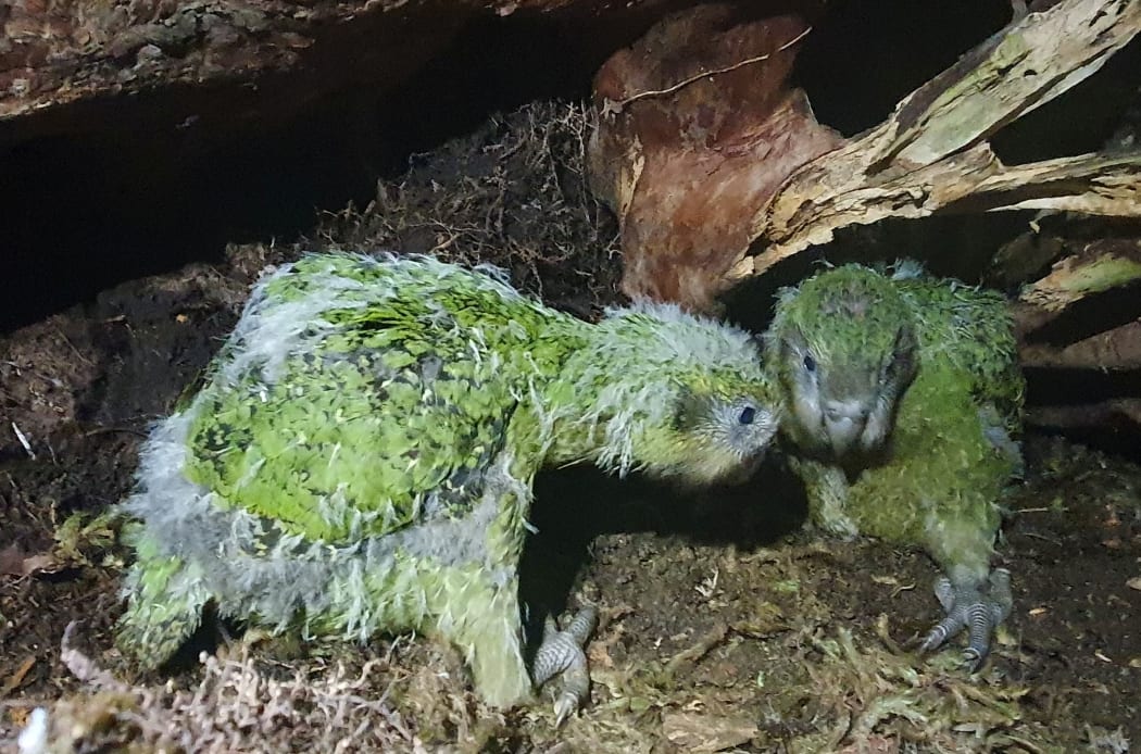 Kākāpō chicks under a branch, photo taken in darkness.