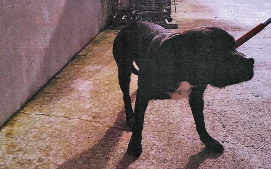 The 2-year-old mastiff-cross following the first recorded attack. This photo was taken by Hamilton Animal Control just four months before it attacked an 8 year old girl in Hastings.