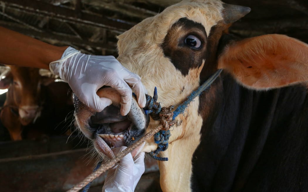 This picture taken on June 24, 2022 shows a veterinarian inspecting cattle for foot-and-mouth disease in Bandar Lampung, Lampung province. A foot-and-mouth disease outbreak has ripped through two Indonesian provinces since April, killing thousands of cows and infecting hundreds of thousands more, raising consumer fears ahead of Eid al-Adha. (Photo by PERDIANSYAH / AFP) / TO GO WITH AFP STORY INDONESIA-AGRICULTURE-ANIMALS-FARM,FOCUS BY AGNES ANYA AND MARCHIO GORBIANO