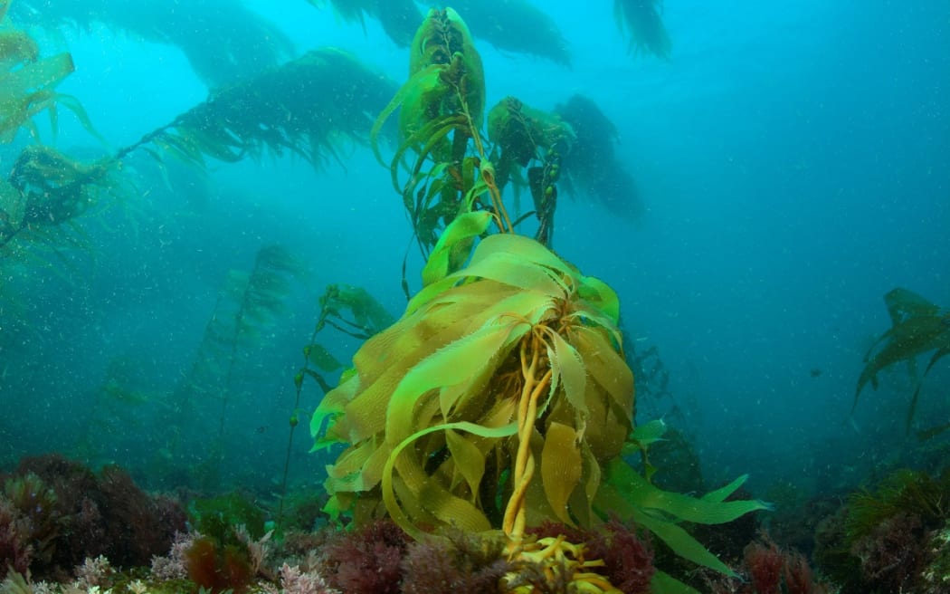 Seaweed.