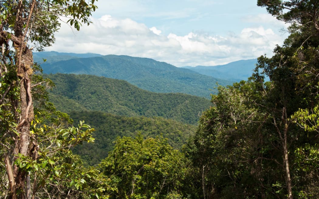 Rainforest in the Tamrau Mountains, West Papua, Indonesia.