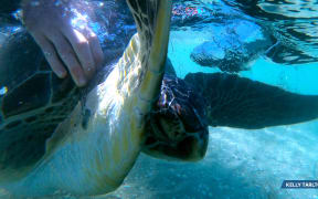 Connie the green sea turtle
