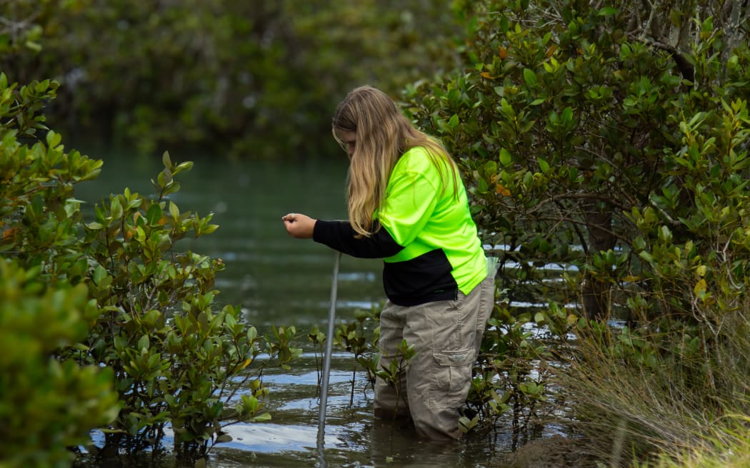A girl wearing khaki pants and a fluoro yellow jumper wades into knee-high water between mangroves. She is holding a long sampling pole and her face is obscured by long brown-blonde hair.