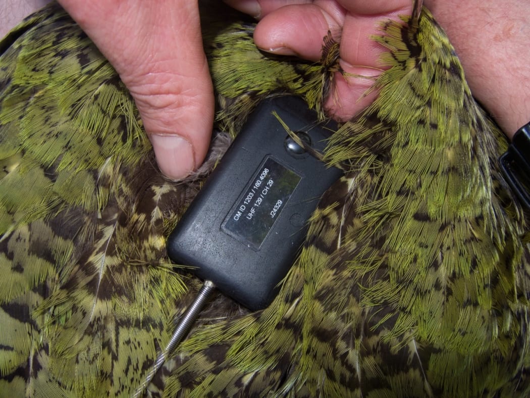 Smart kākāpō transmitter