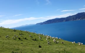 Marlborough Sounds Sheep Farm