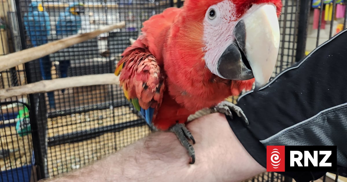 'Don't let them go': Warnings as parrots escape into wild | RNZ