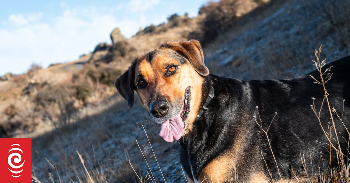 Decoding our homegrown canine RNZ