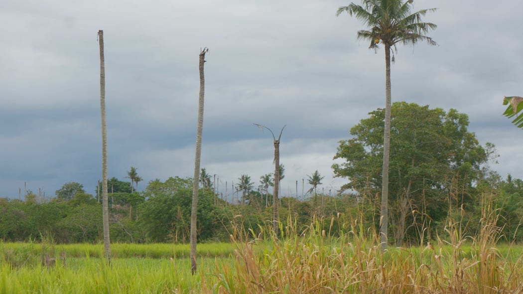 Solomon Islands coconut palms killed by coconut rhinoceros beetle invasion. Nov 2018