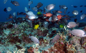 Teeming reef scape in Hawaii's  Papahānaumokuākea Marine National Monument.