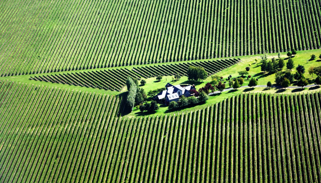 Aerial view of a vineyard