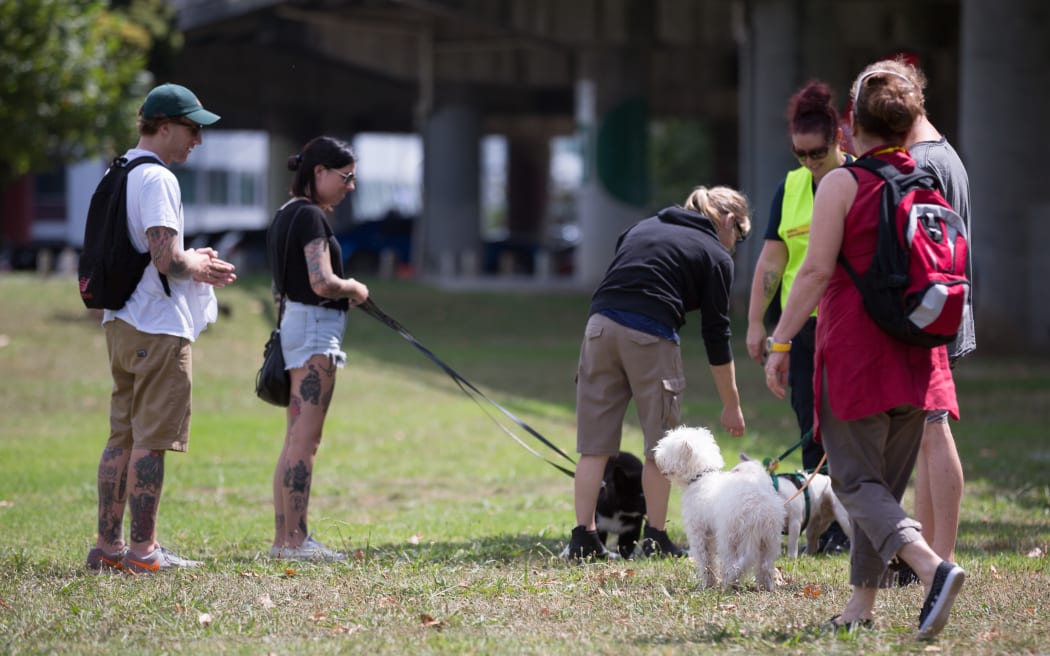 Auckland Council brought 45 dogs from its three animal shelters to the event.