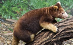 Tree Kangaroos are hunted for meat and pelt in PNG