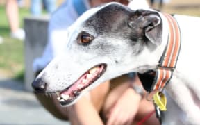 greyhound