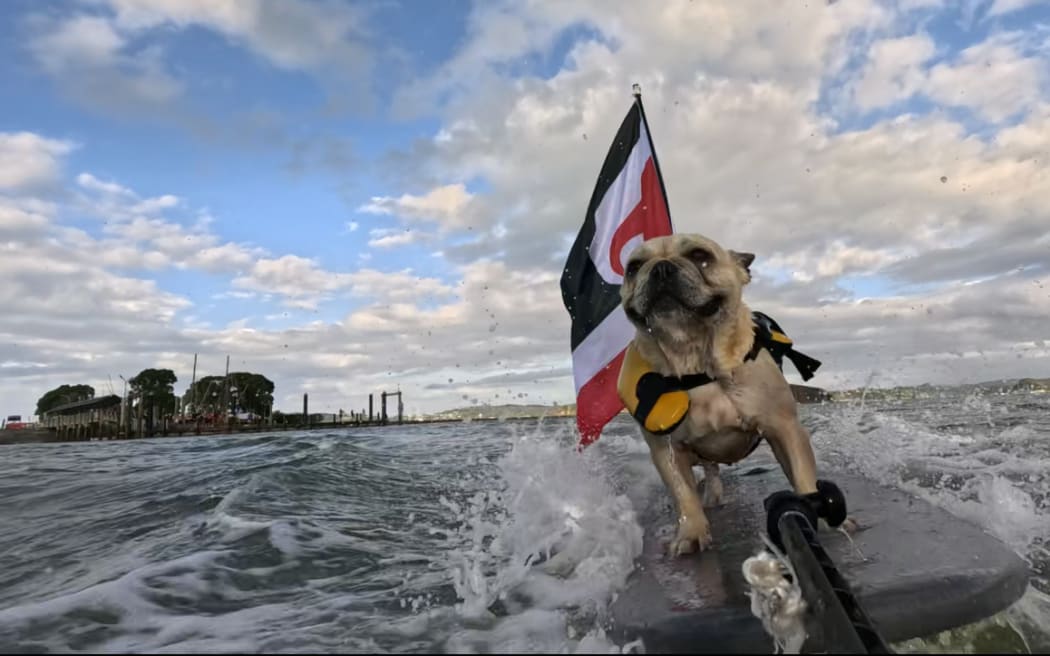 During the 2025 Waitangi celebrations, three year old French bulldog Bosco went for a surf with his Māori flag to show his support for the kaupapa.
