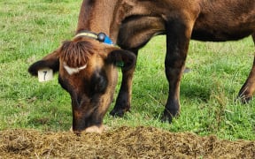 A jersey cow feeding on silage