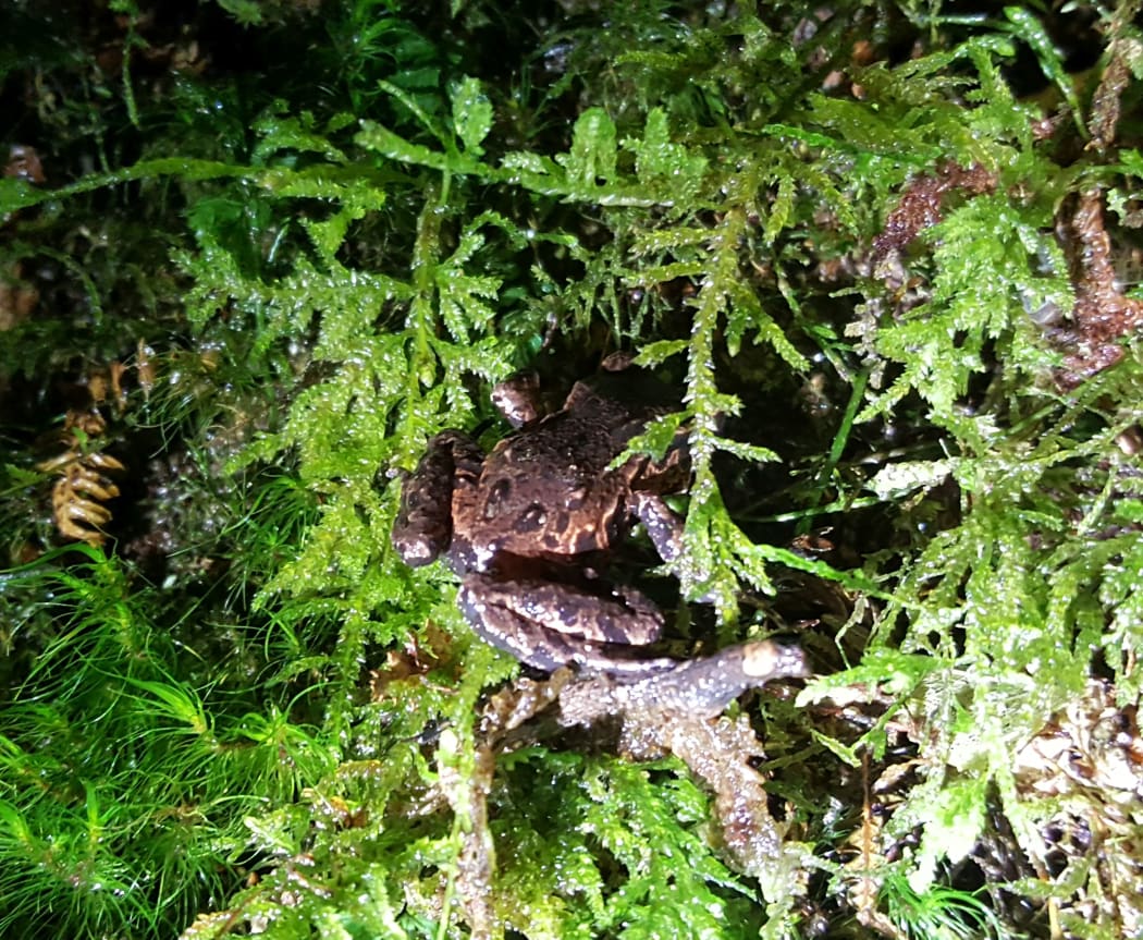 Archey's frogs are sit and wait predators - they can remain stationary for hours at a time.