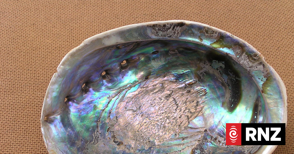 Climate change consequences for the iconic paua shell | RNZ