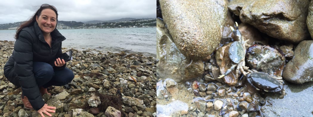 Serena Wilkens in Shelly Bay, and a small porcelain crab