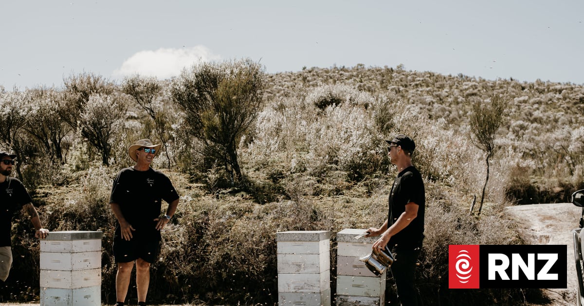 'Tug of war' between kiwifruit and honey industries for beehives