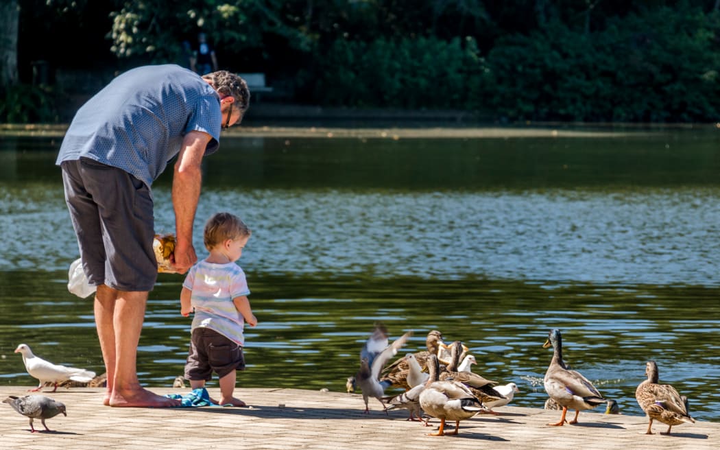 Family feeding the local ducks in Hamilton Gardens, New Zealand.