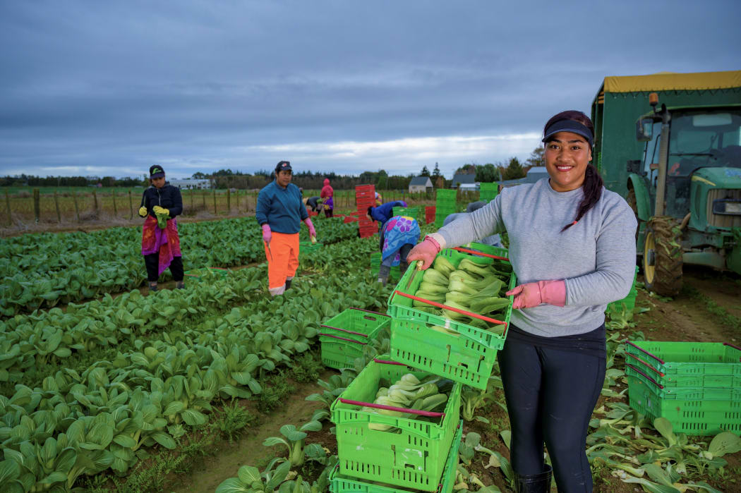 Workers harvesting Asian greens.