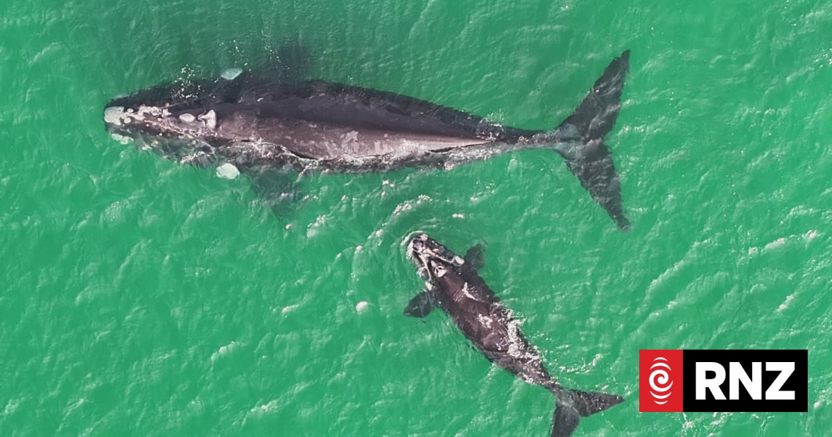Rare whale and calf sighting prompts boatie warning