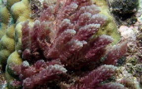 Asparagopsis taxiformis