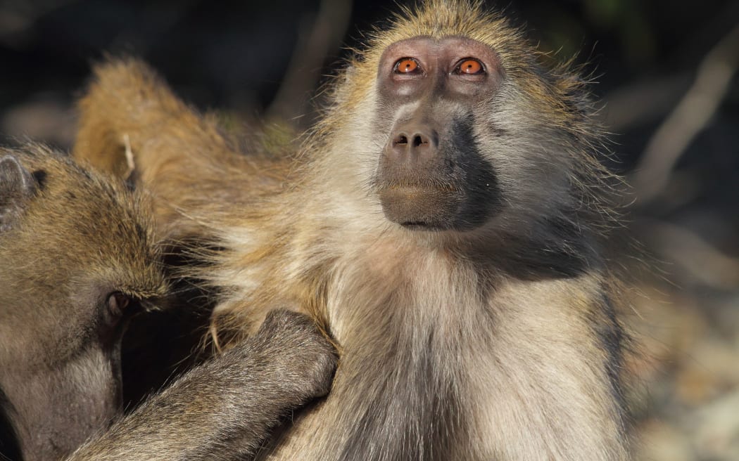 Olive baboon grooming, Botswana.(file)