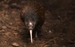 The North Island brown kiwi, Apteryx mantelli.