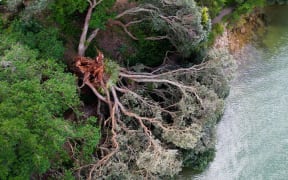 Aerial view of the toppled pōhutukawa at Ōpua