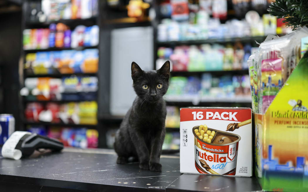 A cat named Shadow sits on the counter of a bodega corner store on December 12, 2025 in New York City. Thousands of felines live in New York’s corner shops, known as "bodegas," even though their presence is illegal. Praised for warding off pests, so-called bodega cats are also a cultural fixture for New Yorkers, some of whom are now pushing to enshrine legal rights for the little store helpers. (Photo by ANGELA WEISS / AFP)