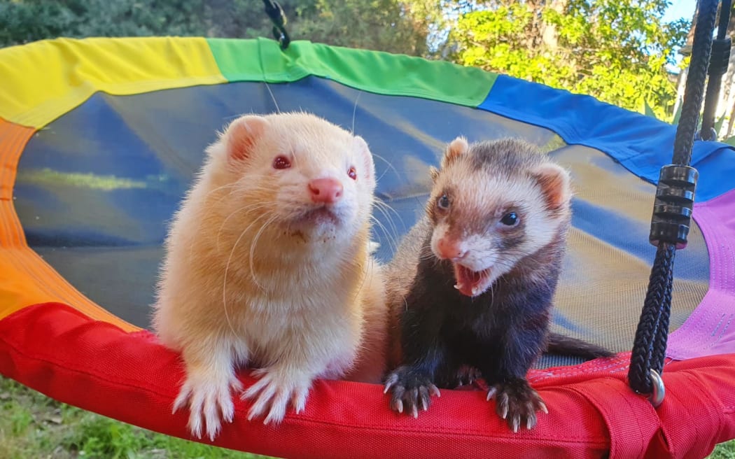 Two of Melissa Burton's five pet ferrets.