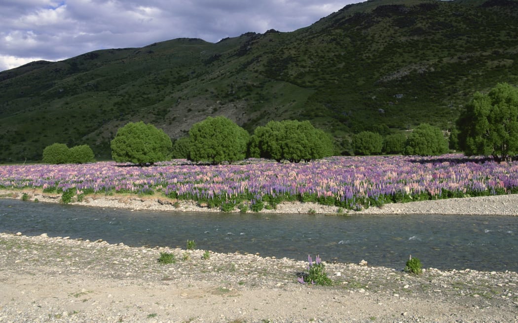 Wild lupins growing in river valley, Lindis Valley, Lindis Pass Highway No. 8, Central Otago, South Island, New Zealand, Pacific