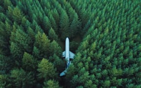 Plane Trees (Photo by David Kovalenko on Unsplash)